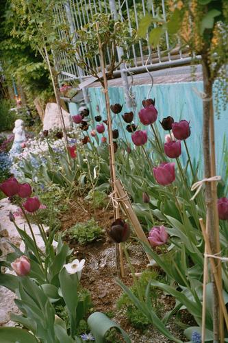 bild: Tulpen