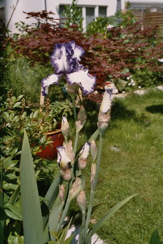 bild: Iris